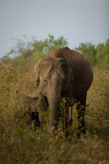 Elephant et son bébé