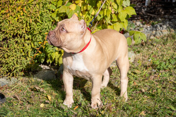 Portrait of an American bully puppy on a background of green foliage of trees. Walking a small dog.