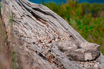 Dried and weathered snag close-up