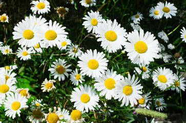 Bouquet of daisies in sunlight. Alternative medicine. Horizontal orientation. Wildlife concept. Selective focus.