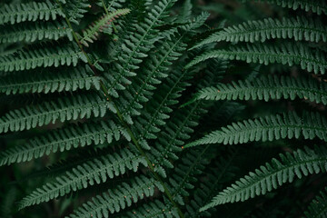 Fototapeta na wymiar Selective focus of fern leaf isolated in dark background. Natural ferns leaves pattern. Beautiful ferns leaves green foliage. Natural floral fern.