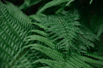 Selective focus of fern leaf isolated in dark background. Natural ferns leaves pattern. Beautiful ferns leaves green foliage. Natural floral fern.