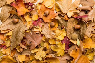 Colorful backround image of fallen autumn leaves perfect for seasonal use. top view