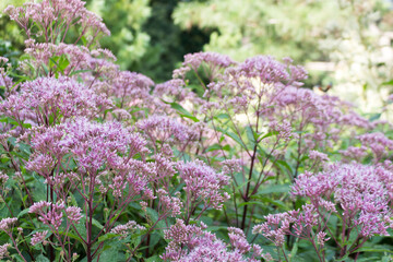 Obraz premium Eupatorium cannabinum, Commonly known as hemp-agrimony, or holy rope in bloom