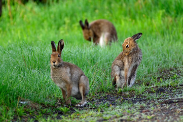 エゾユキウサギ