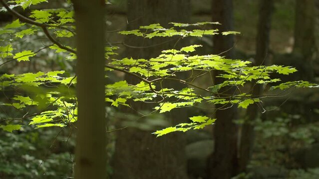 Trees in the Forest