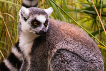 sitzender schöner Lemur