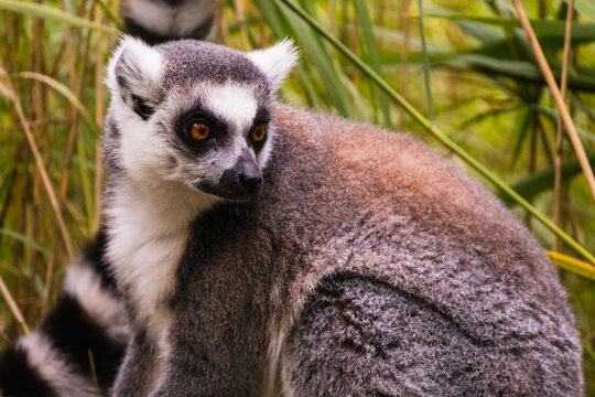 sitzender sch&ouml;ner Lemur