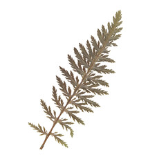 Isolated Pressed and dried Fern Leaf. Aesthetic scrapbooking Dry plants