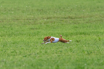 Basenji dog lure coursing competition on green field in summer