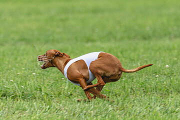 Cirneco dell etna dog running in white jacket on green field in summer