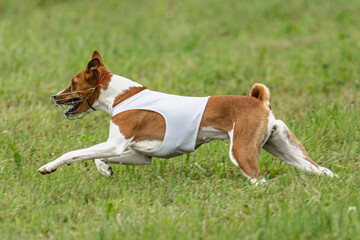 Basenji dog lure coursing competition on green field in summer