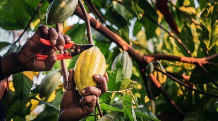 Close-up hands of a cocoa farmer use pruning shears to cut the cocoa pods or fruit ripe yellow...