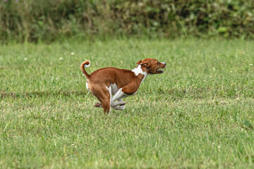 Naklejka na ściany i meble Basenji dog running qualification for lure coursing championship