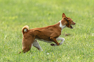 Basenji dog running qualification for lure coursing championship