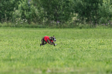 Whippet dog running in a red jacket on coursing green field