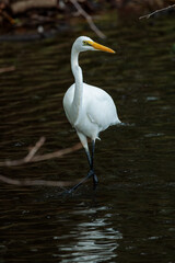 Great egret(Ardea alba)