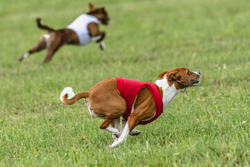 Basenji dogs running in red and white jackets on coursing field