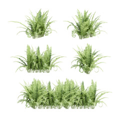 Set of  fern isolated on white background