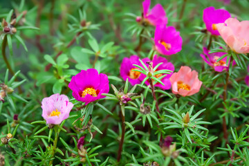 Garden flowers. Purslane flowers. Flower bed. Selective focus