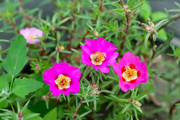 Fototapeta premium Garden flowers. Flowering purslane. Flowerbed with flowers. Selective focus