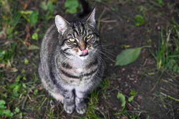 Naklejka na ściany i meble Hungry wild tabby cat sitting on the ground in a park, looking up and licking lips, hoping for something to eat, animal behavior, copy space, selected focus, very narrow depth of field
