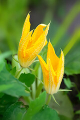 Zucchini flowers. Blooming zucchini close-up. Yellow flowers. Selective focus