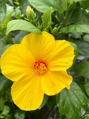 yellow and red hibiscus flower
