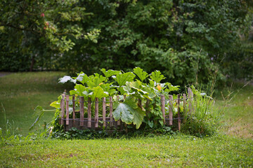 Raised vegetable bed, bordered with a wooden fence in the lawn in a country garden, in it growing...