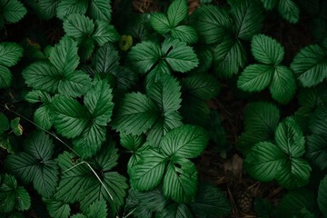 Dark green leaves of Strawberry in dew, natural background of nature. Texture of the leaves. Leaves green background.