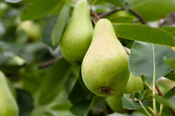 Pear on a branch. Green pears among the leaves. Unripe fruits close-up. Fruit garden. Selective focus