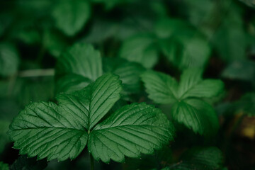 Dark green leaves of Strawberry in dew, natural background of nature. Texture of the leaves. Leaves green background.