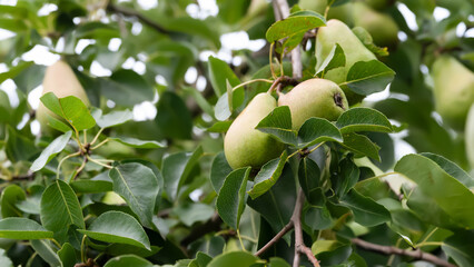 Pears among leaves. Pear on a branch. Green unripe fruits. Fruit garden. Selective focus