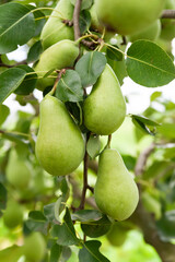 Green pears among leaves. Pears on a branch. Unripe fruits. Selective focus