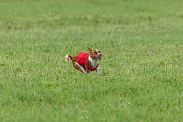 Basenji dog lifted off the ground during the dog race competition