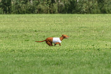 Pharaoh hound dog running in white jacket on green field in summer