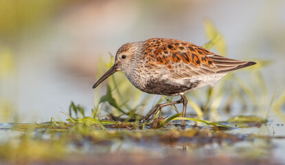 Dunlin - adult bird at a wetland on the spring migration 