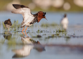 Ruff - male bird at a wetland on the mating season in spring