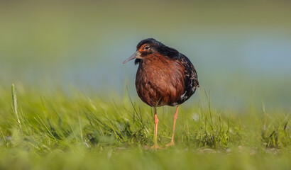 Ruff - male bird at a wetland on the mating season in spring