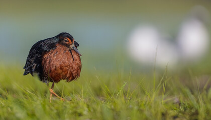 Ruff - male bird at a wetland on the mating season in spring
