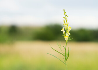 Yellow flowers of Yellow toadflax (Linaria vulgaris) in a field