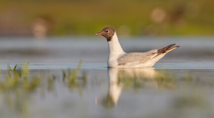 Black-headed Gull - pair of birds at the mating season in spring at a wetland