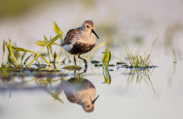 Dunlin - adult bird at a wetland on the spring migration 