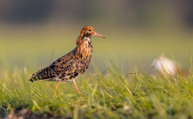 Ruff - male bird at a wetland on the mating season in spring