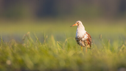 Ruff - male bird at a wetland on the mating season in spring