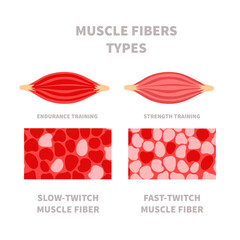 Skeletal muscle fiber types with slow twitch and fast twitch infographics. Red and white muscular tissue structure for aerobic and anaerobic exercises. Marathon runner vs sprinter. Vector illustration