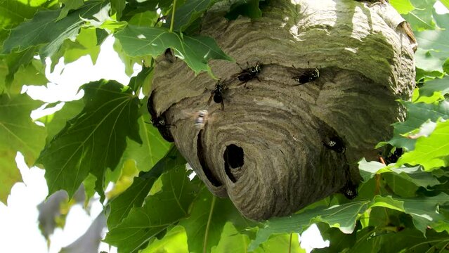 Very active bald-faced hornets (wasps) building  a nest in a maple tree.