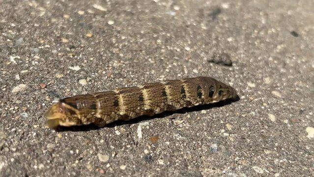 Brown caterpillar Deilephila elpenor Sphingidae crawling on ground. Grape hawkmoth insect 