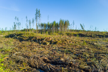 Summer landscape with deforestation. Environmental problems in connection with human activities