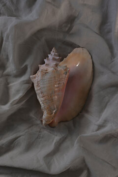 Large Sea Shell on grey fabric